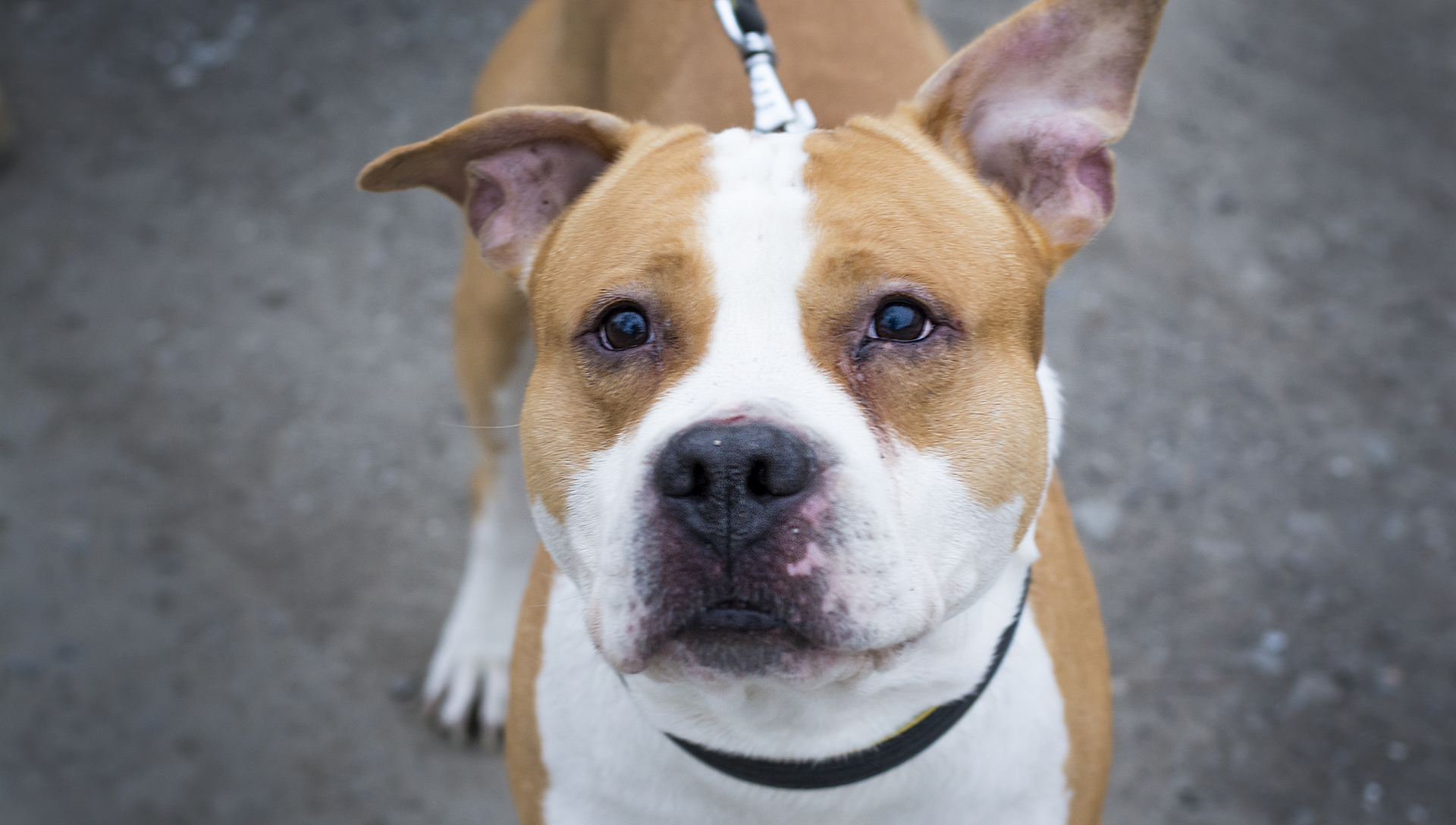 pes Diego Pes nejvěrnější přítel