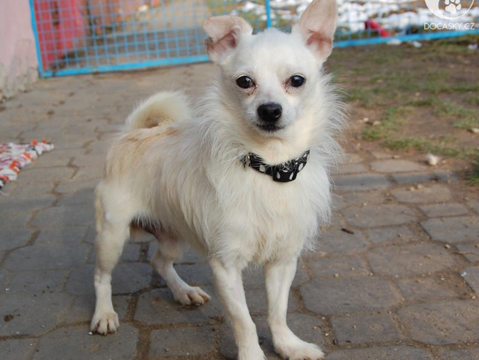 týraní psi z Kamenice nad Lipou