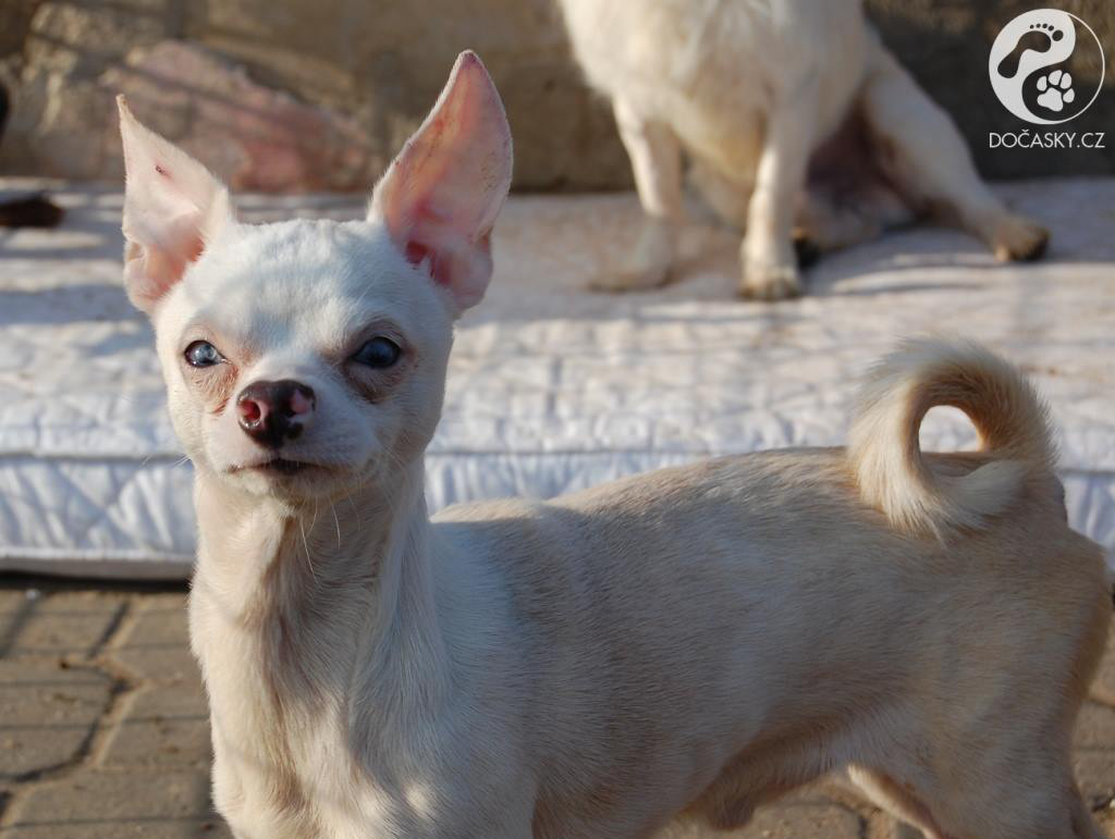 týraní psi z Kamenice nad Lipou