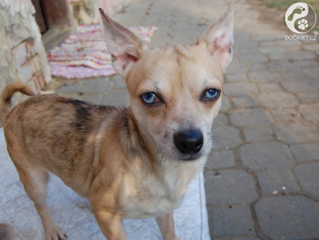 týraní psi z Kamenice nad Lipou