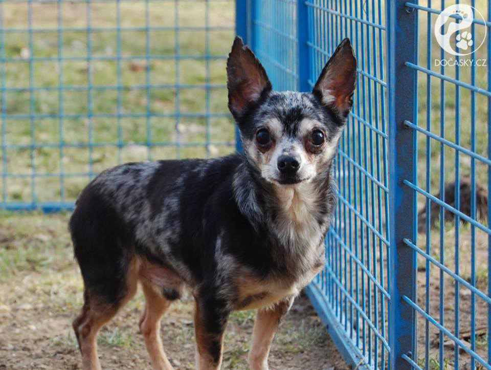 týraní psi z Kamenice nad Lipou