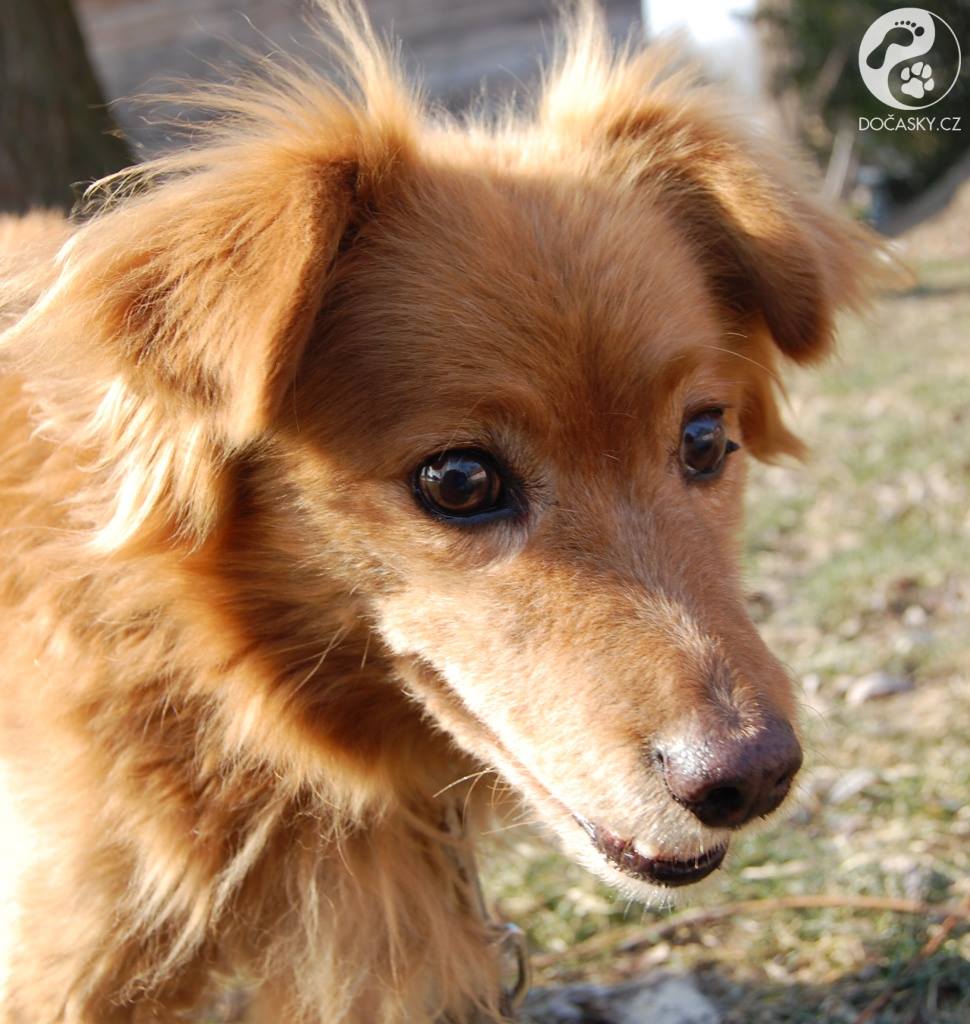 Pes Fox zblízka