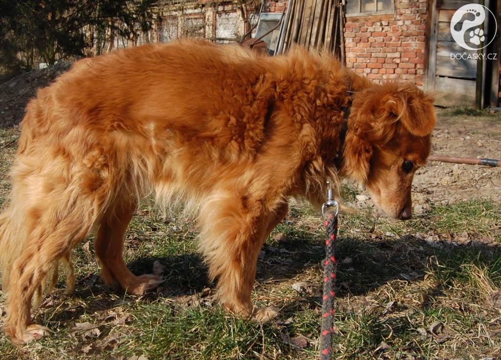 Pes Fox venku na vodítku