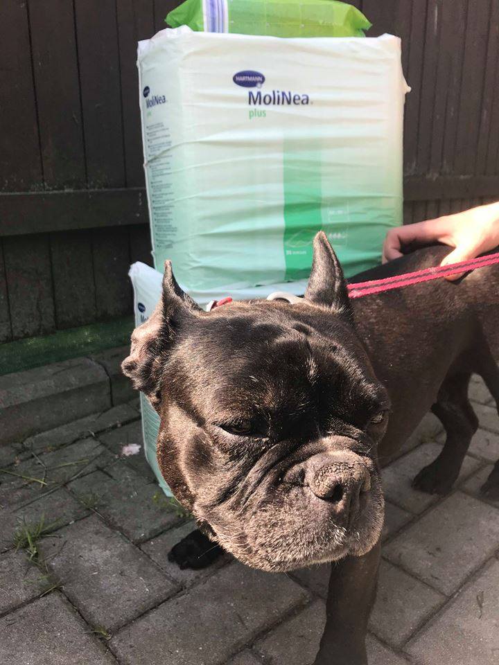 Fenka Lejla na dvorku