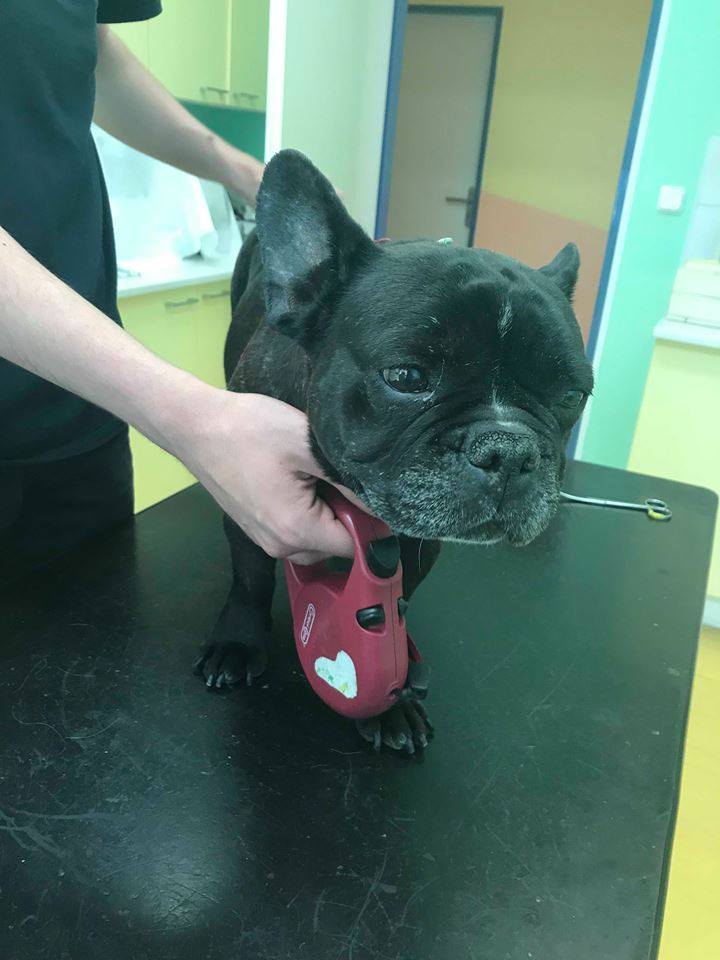 Fenka Lejla u veterinářky