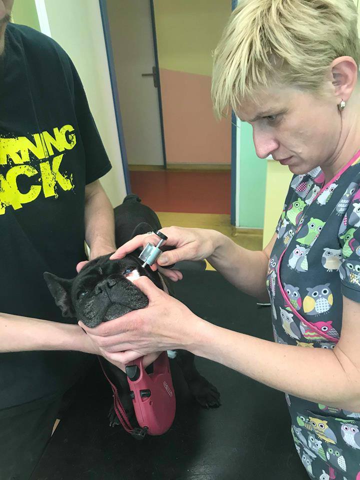 Veterinářka kontroluje Lejlin zrak