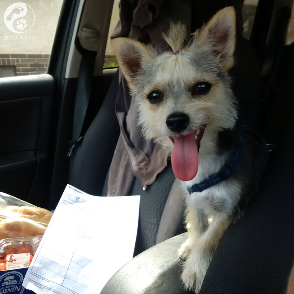 Zachráněný pejsek Michálek