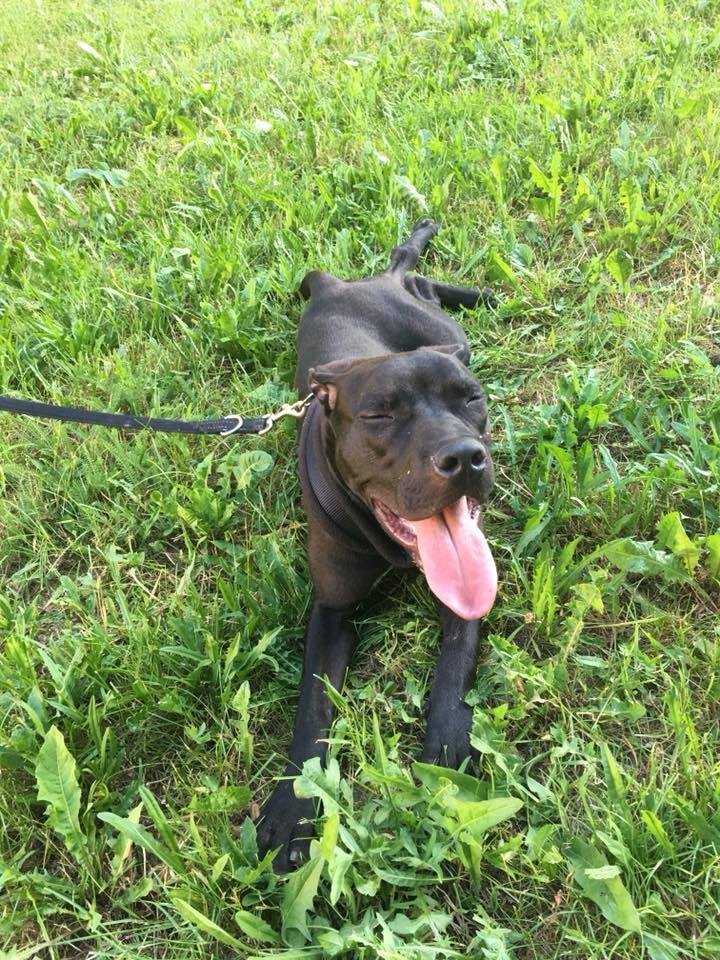 Pejsek Falco venku na trávě