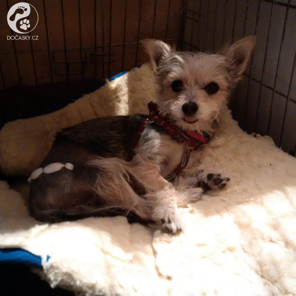 Zachráněný pejsek Michálek