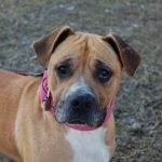 fenka Sheila Dočasky.cz