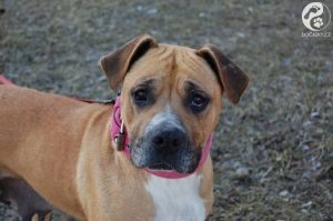 fenka Sheila Dočasky.cz