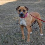 fenka Sheila Dočasky.cz