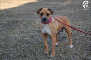 fenka Sheila Dočasky.cz