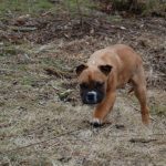 štěně Lilly Dočasky.cz