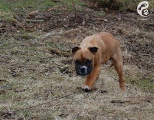 štěně Lilly Dočasky.cz