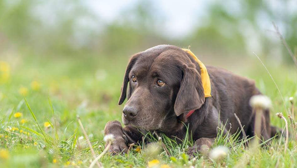 labradorka Daisy v péči PNP
