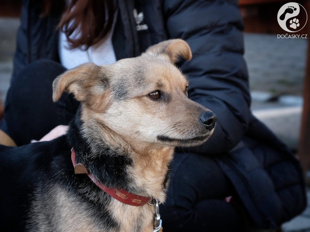 Pes Jerry Dočasky.cz