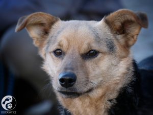 Pes Jerry Dočasky.cz