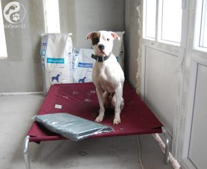 pes Aron Dočasky.cz