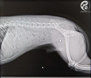 Rentgenový snímek Jerryho