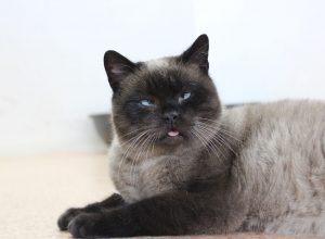 Zdroj: Šanta kočičí