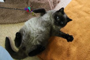 Zdroj: Šanta kočičí