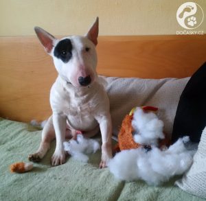 pes Herry Dočasky.cz