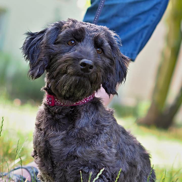 Lilie týraný pes z Vlčkovic