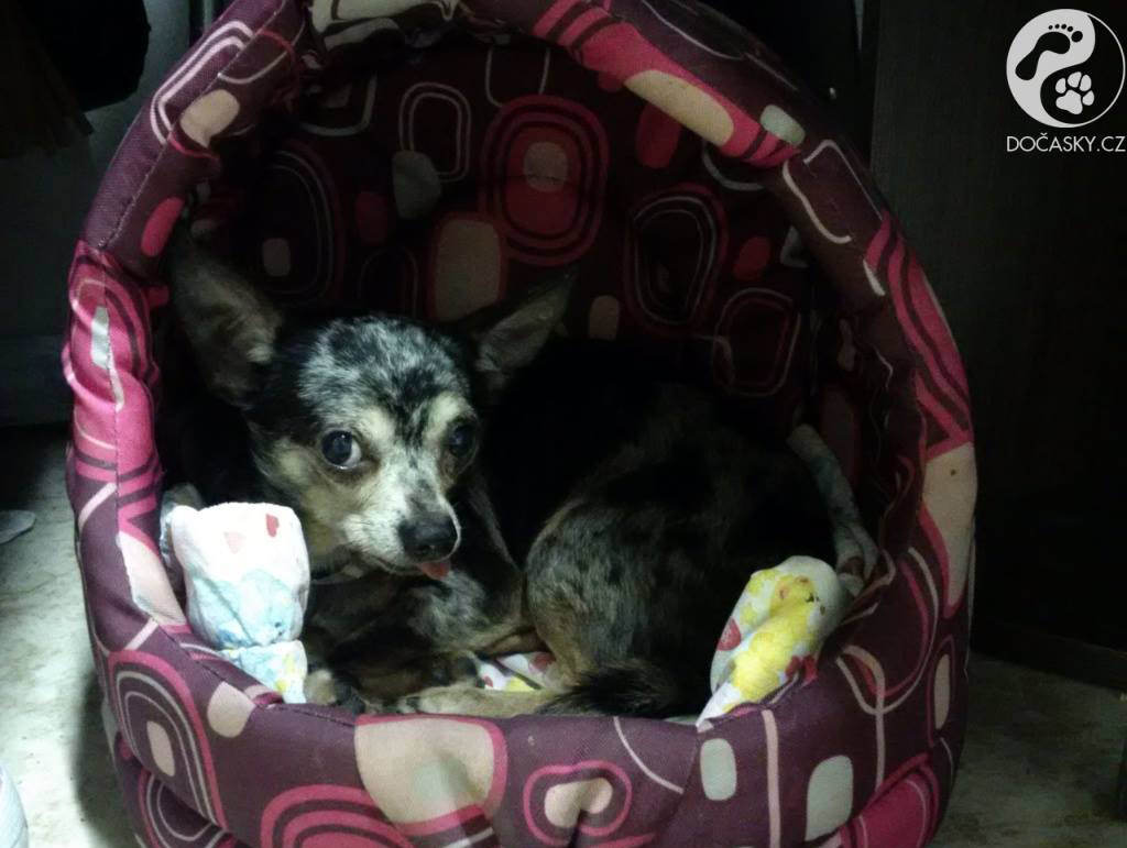 týraní psi z Kamenice nad Lipou