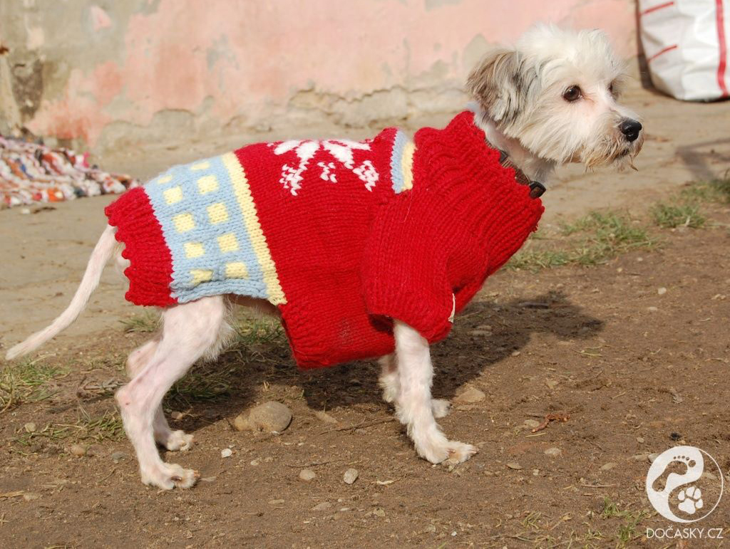 týraní psi z Kamenice nad Lipou