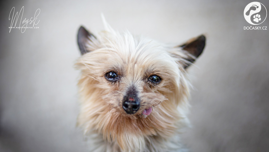 Portrét psa Lopiho