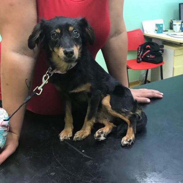 Slunečnice týraný pes z Vlčkovic