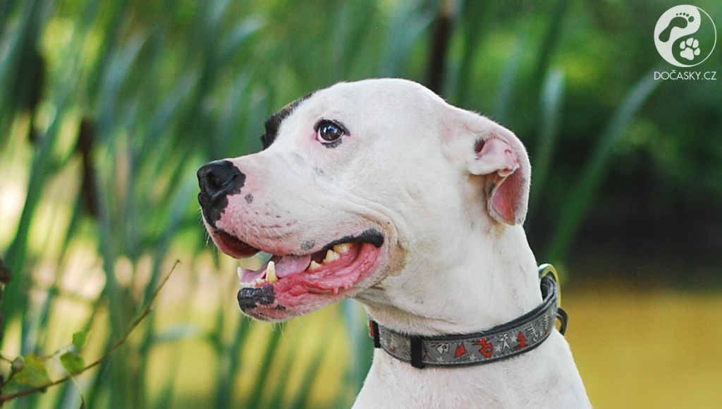 Pes Aron ze spolku Dočasky.cz