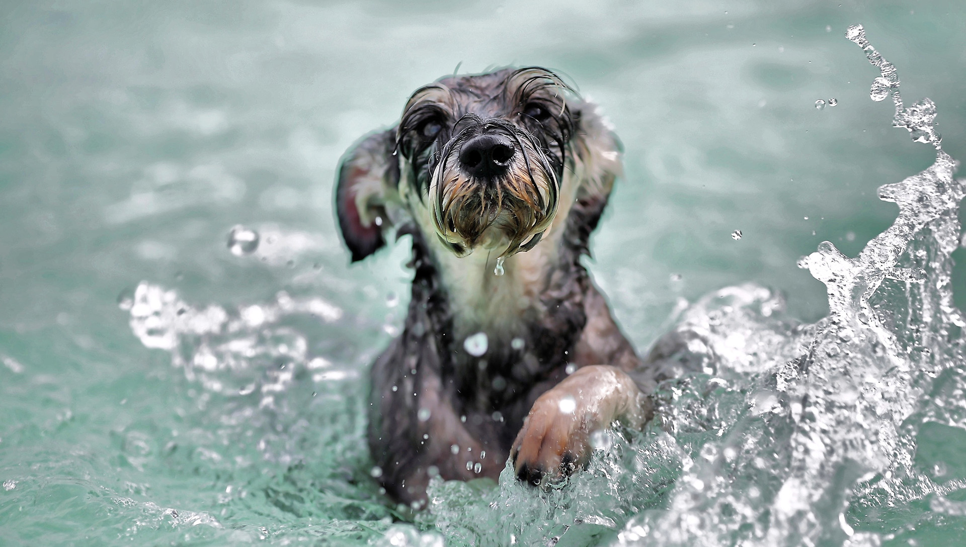 malý šedý pes plave ve vodě
