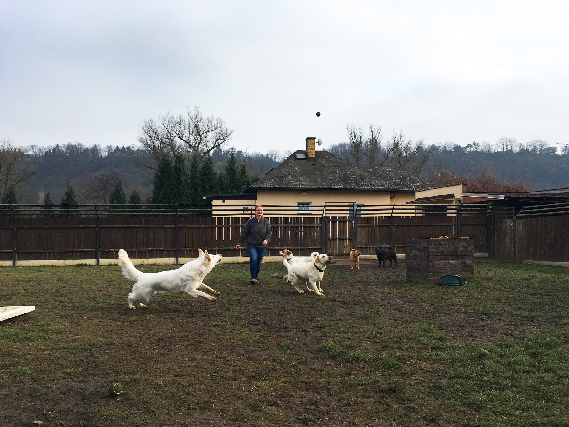 Personál Dogparku často s pejsky dovádí