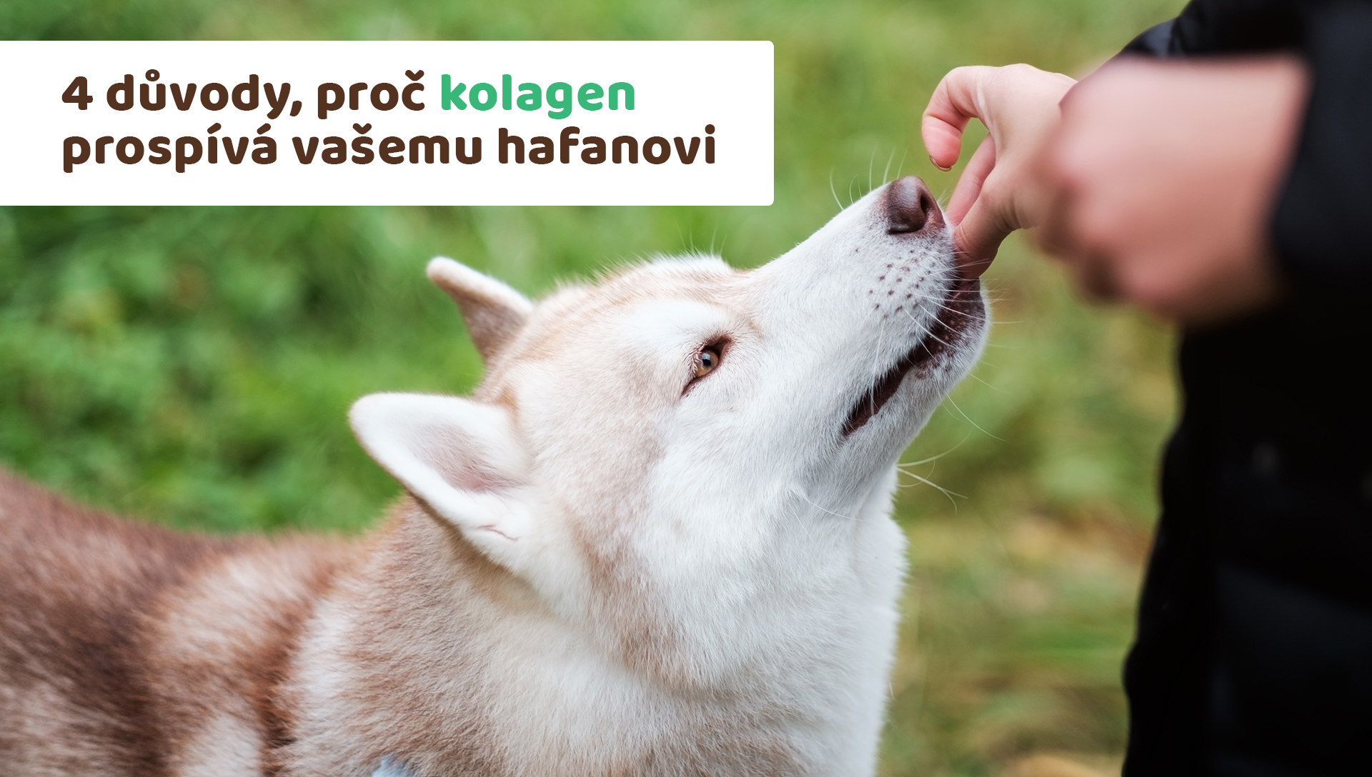 pes dostává pamlsek z ruky