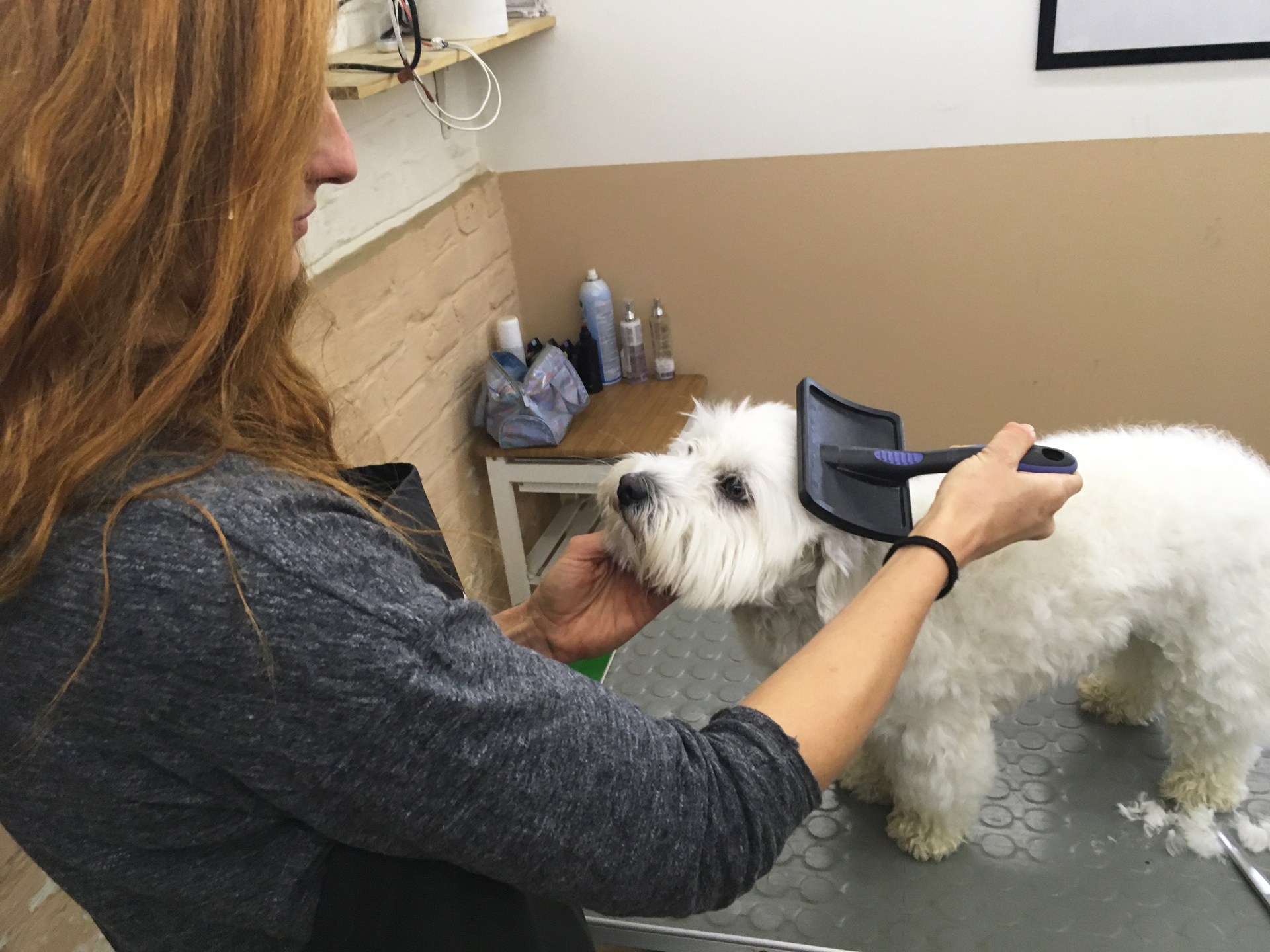 Rozčesávání v psím salonu Merlin