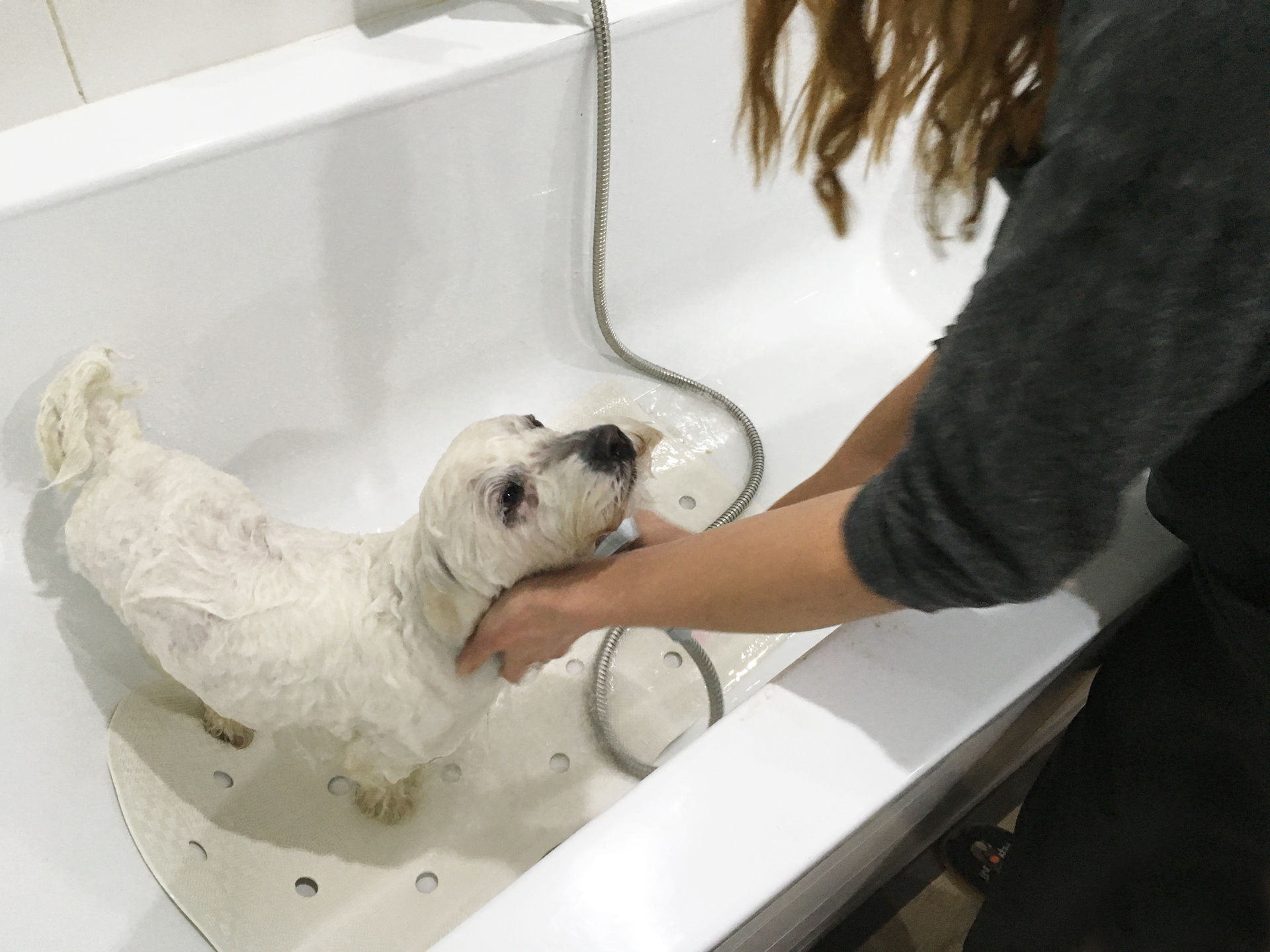 Koupání v psím salonu Merlin