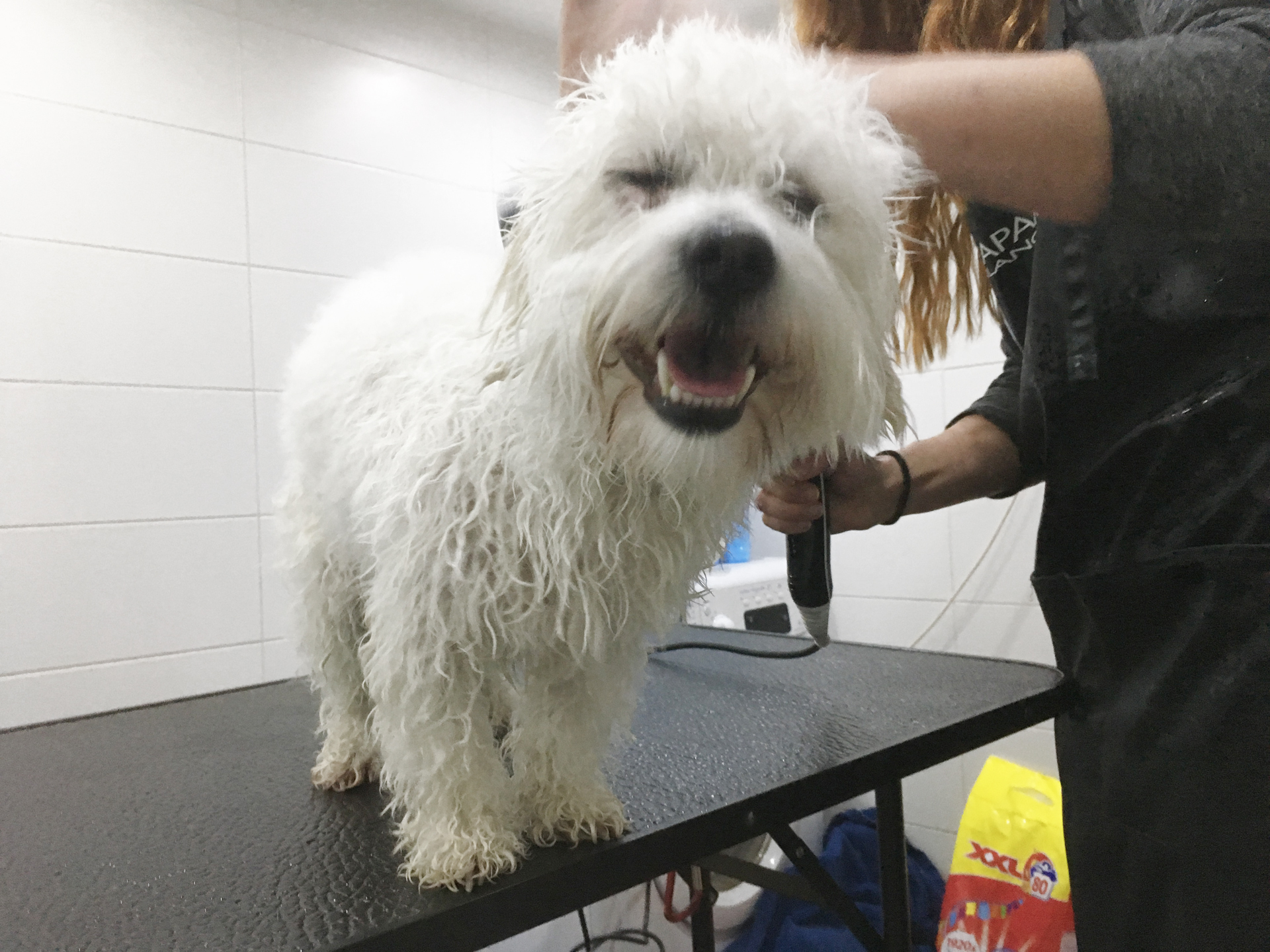 Fénování v psím salonu Merlin