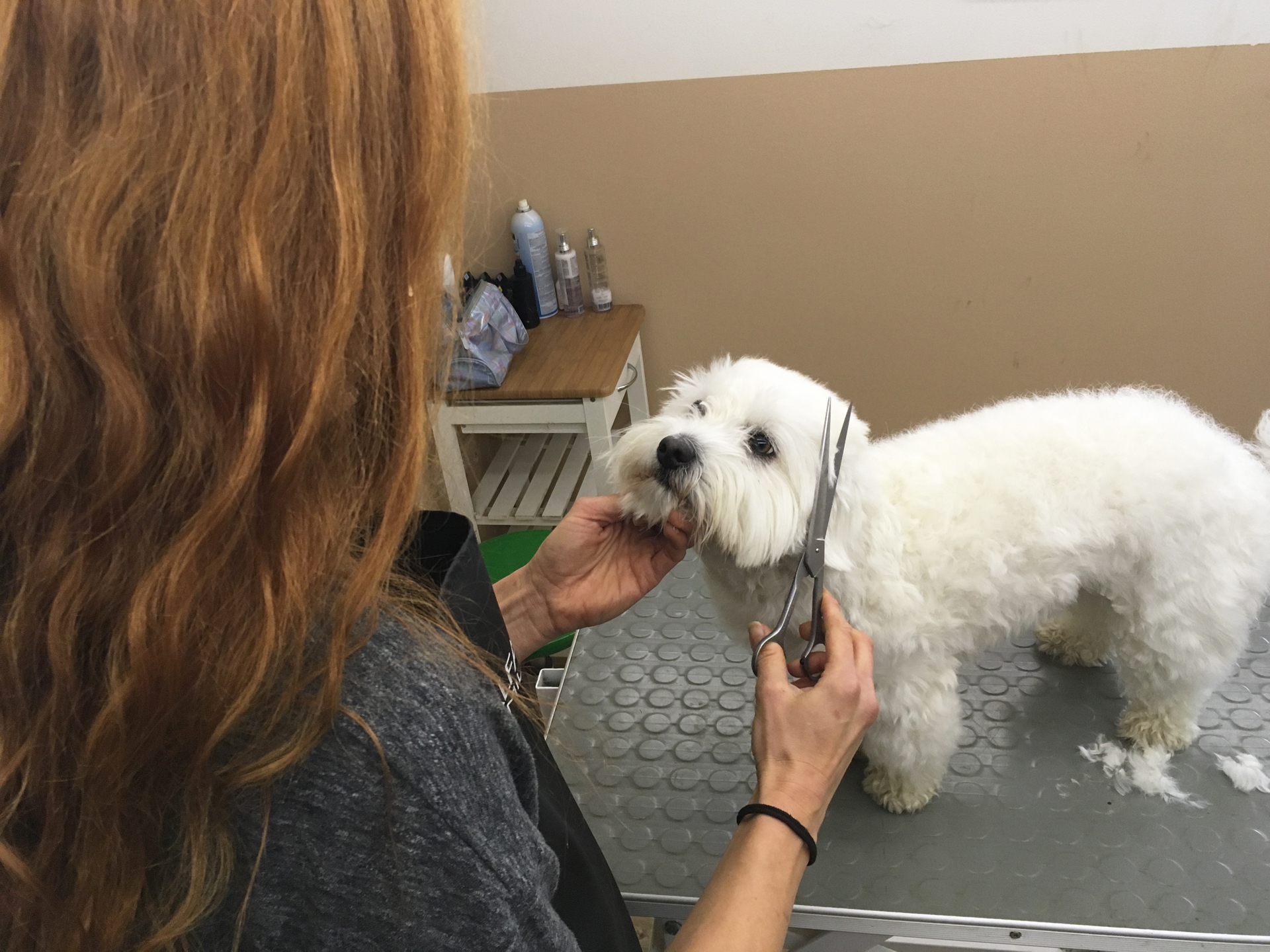 Stříhání v psím salonu Merlin