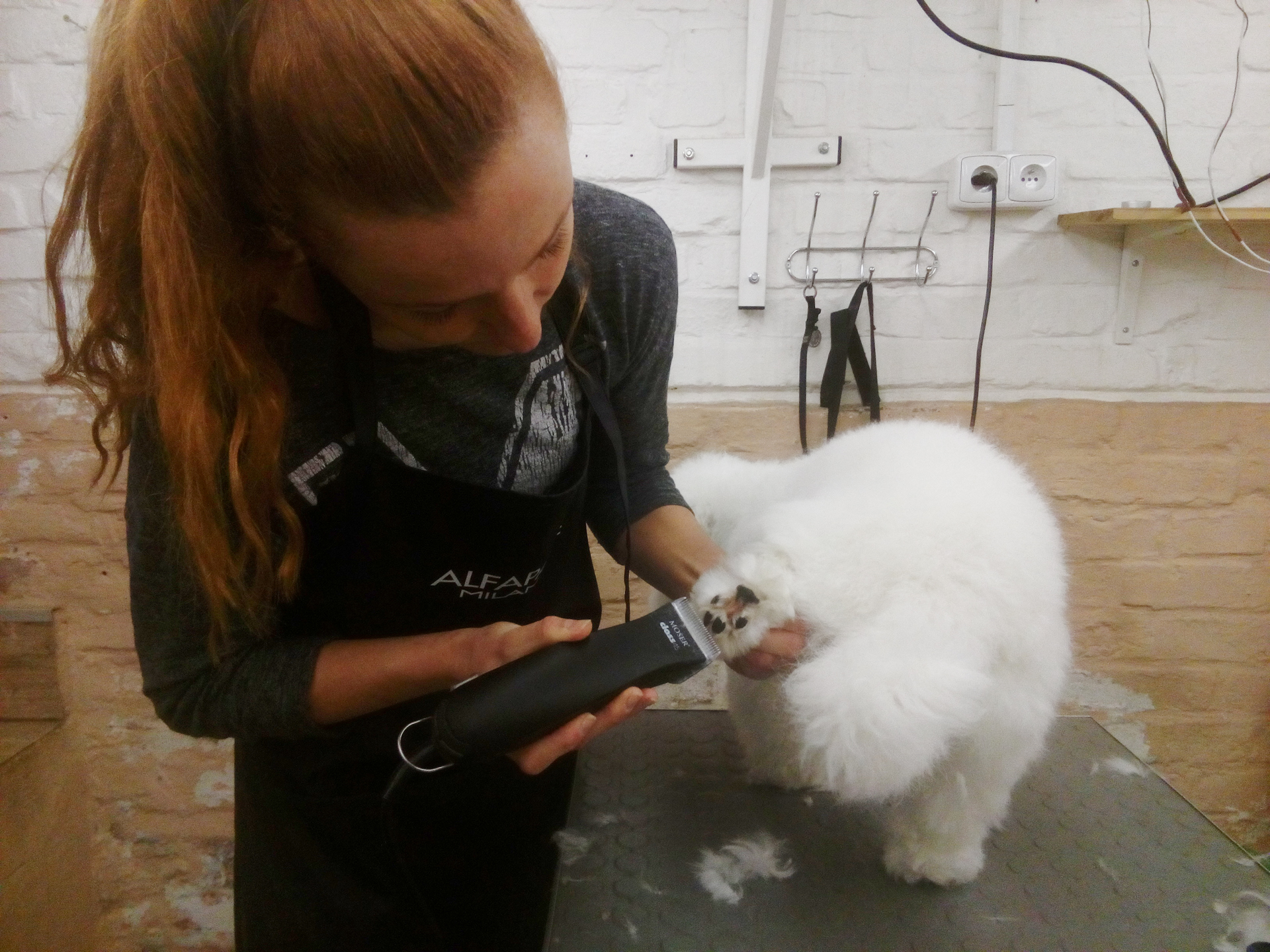 Stříhání v psím salonu Merlin