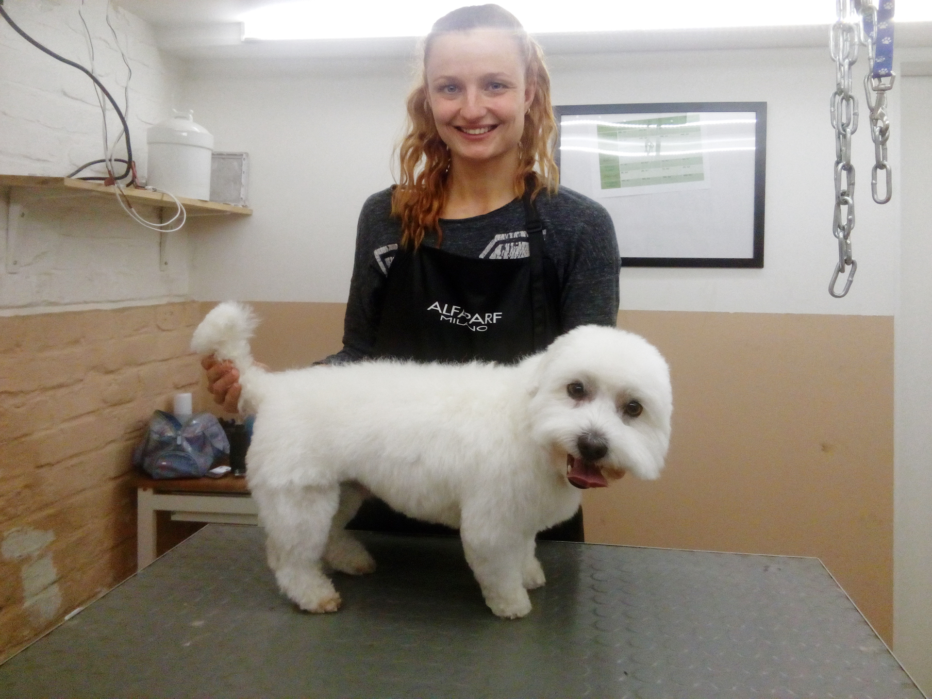 Čerstvě ostříhaný pejsek v salonu Merlin