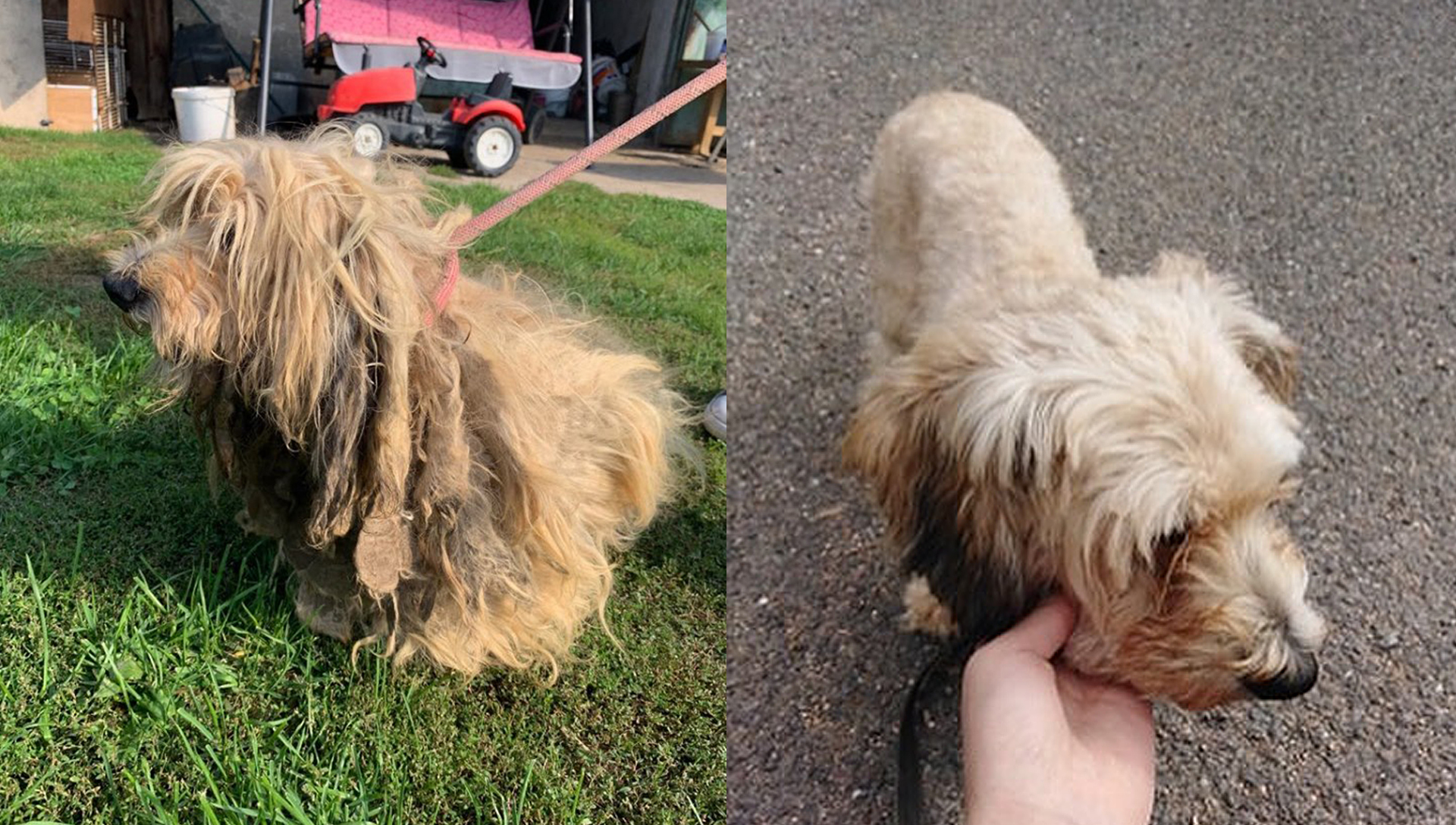 pes Sam před ostříháním a po ostříhání