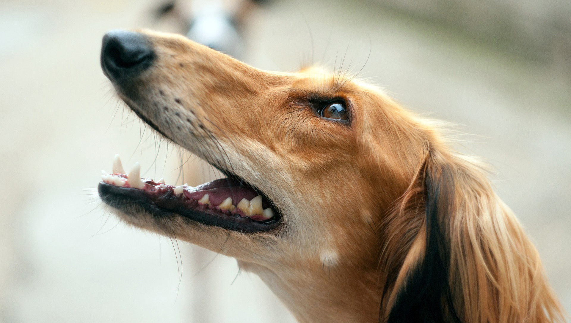 Hnědý pes z profilu s otevřenou tlamou