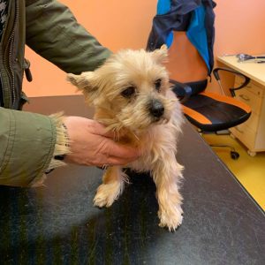 zachráněný jorkšír u veterináře