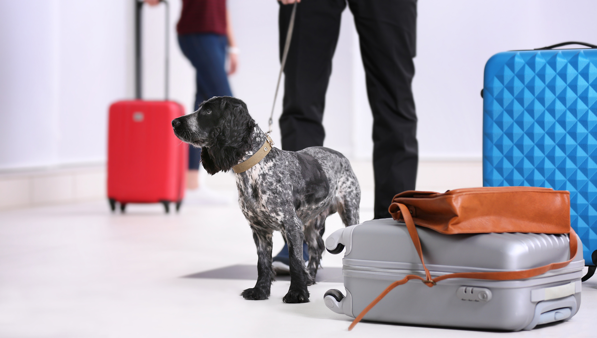 pes na vodítku na letišti