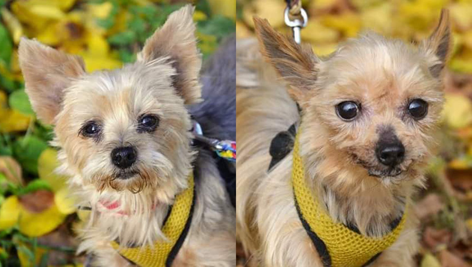 dva jorkšíři z kauzy Zlaté Hory