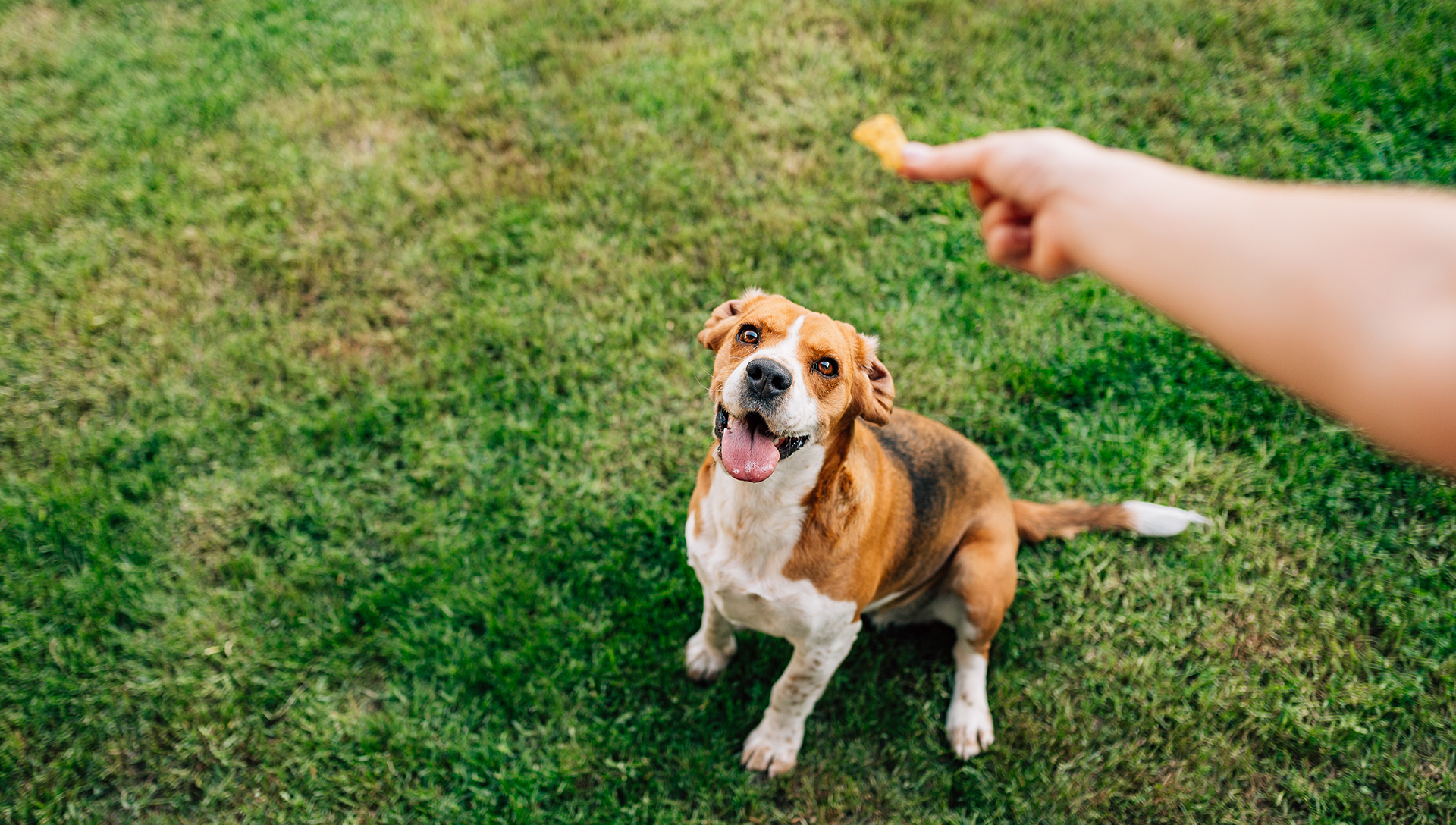 bígl-na-trávě-dostává-pamlsek-z-ruky